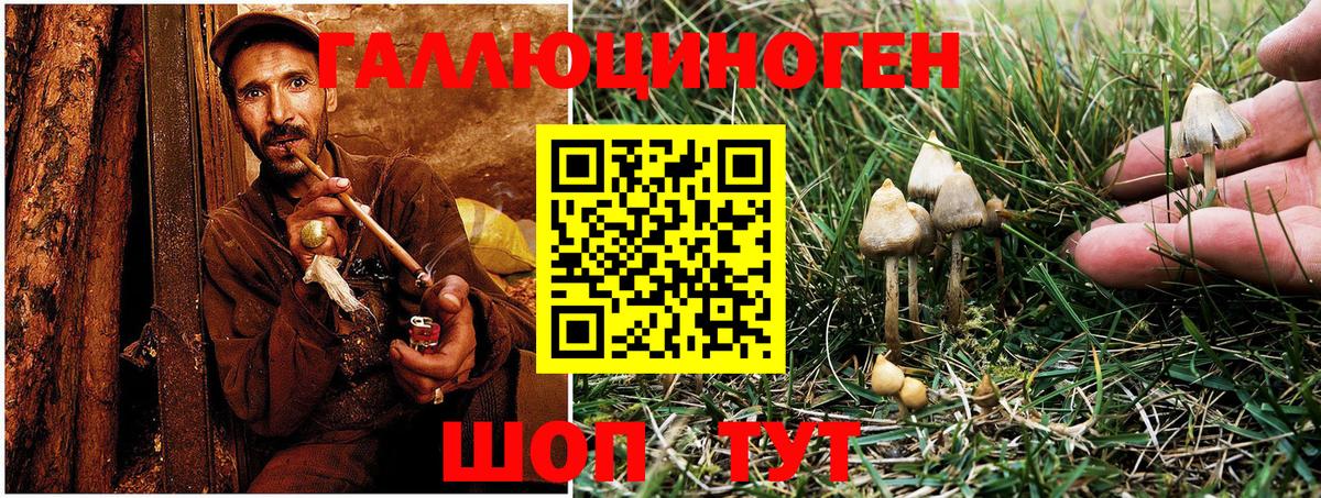 купить наркоту  Вход с VPN  Гусиноозёрск  Галлюциногенные грибы Psilocybine cubensis  Галлюциногенные грибы мицелий 